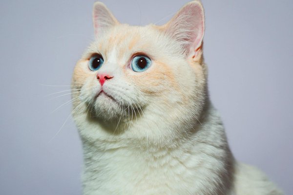 Litière pour chats et santé de votre animal: ce que vous devez savoir