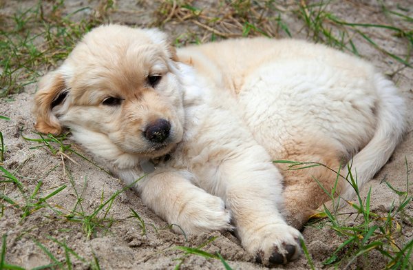 Défis modernes de la préservation de la faune : quelles obstacles à surmonter ?