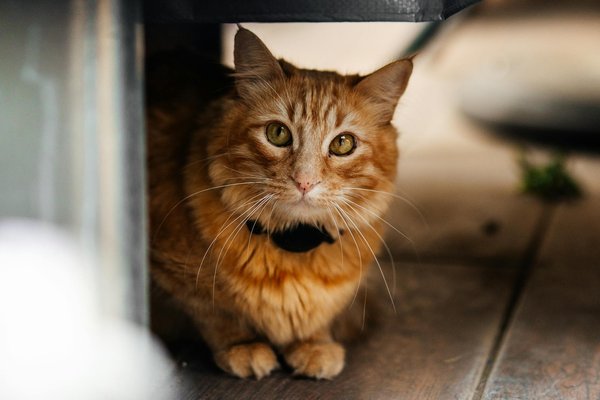 Comment les chats peuvent aider les enfants à gérer l'anxiété