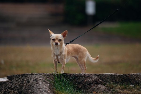 Découvrez notre boutique de produits originaux pour chiens