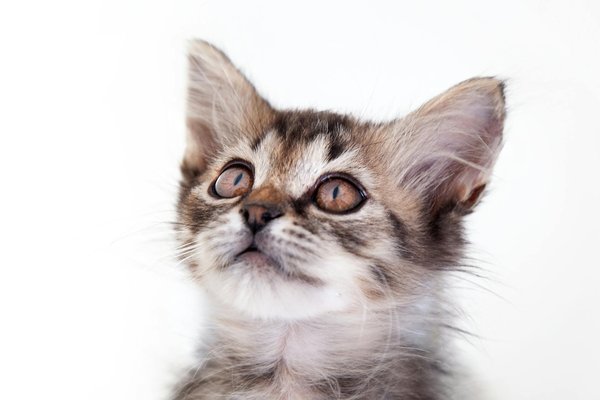 Boutique en ligne pour oiseaux : favoriser le bien-être des plumes à domicile