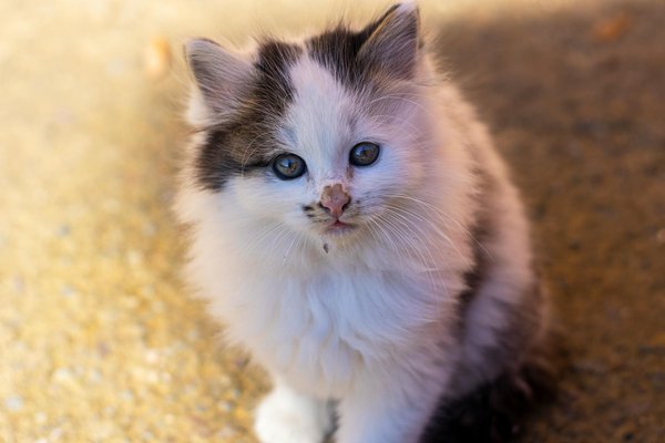 Les mammifères préhistoriques géants