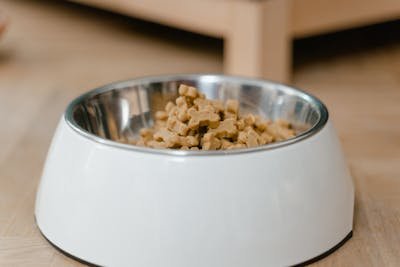 Les croquettes pour chien premium : un choix essentiel pour la santé de votre compagnon
