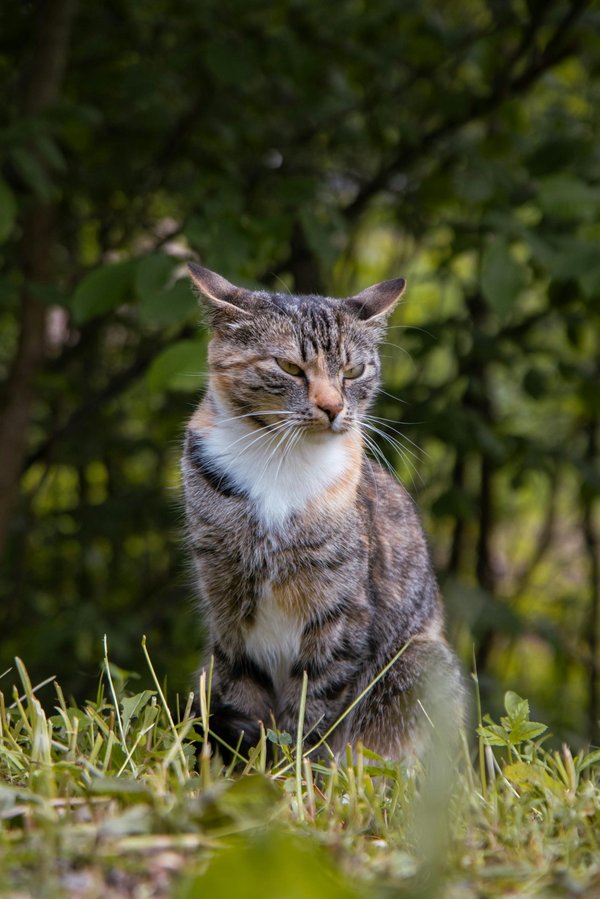 Feelloo avis : le gps pour chats économique et fiable